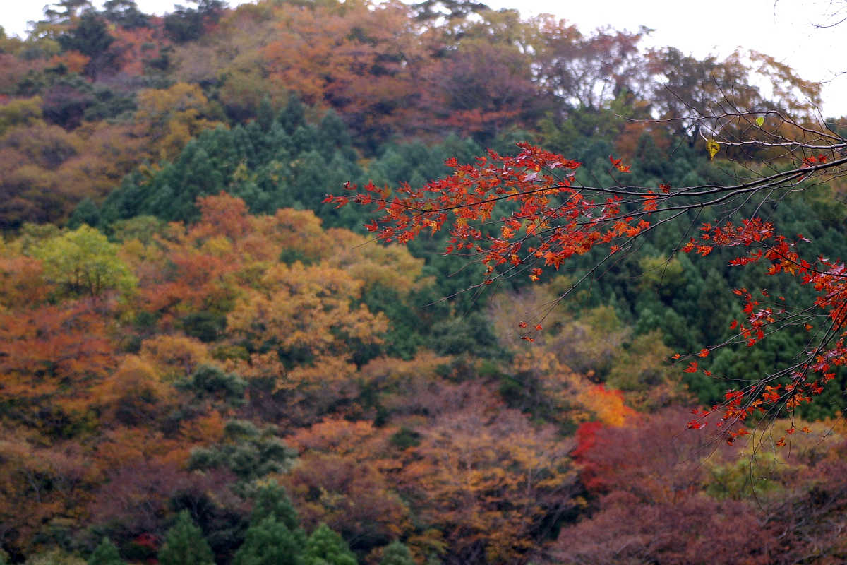奈良・大塔町・舟の川の紅葉