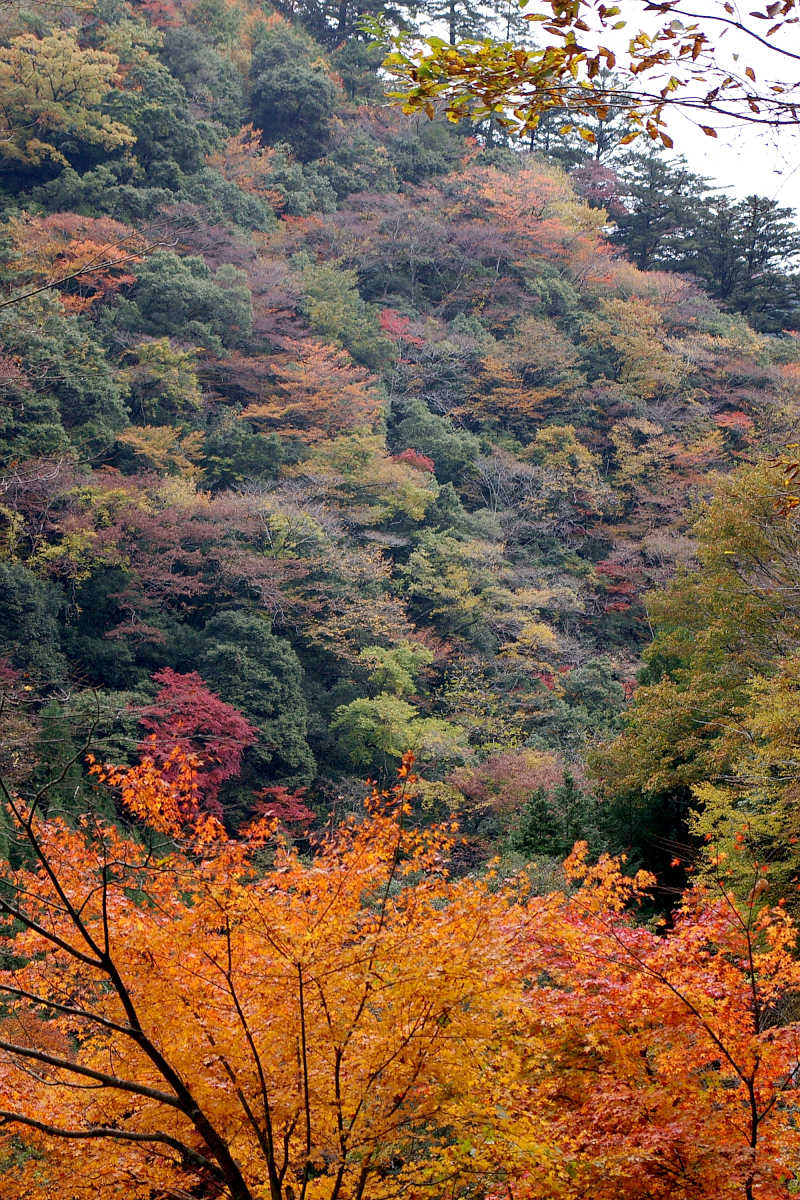 奈良・大塔町・舟の川の紅葉