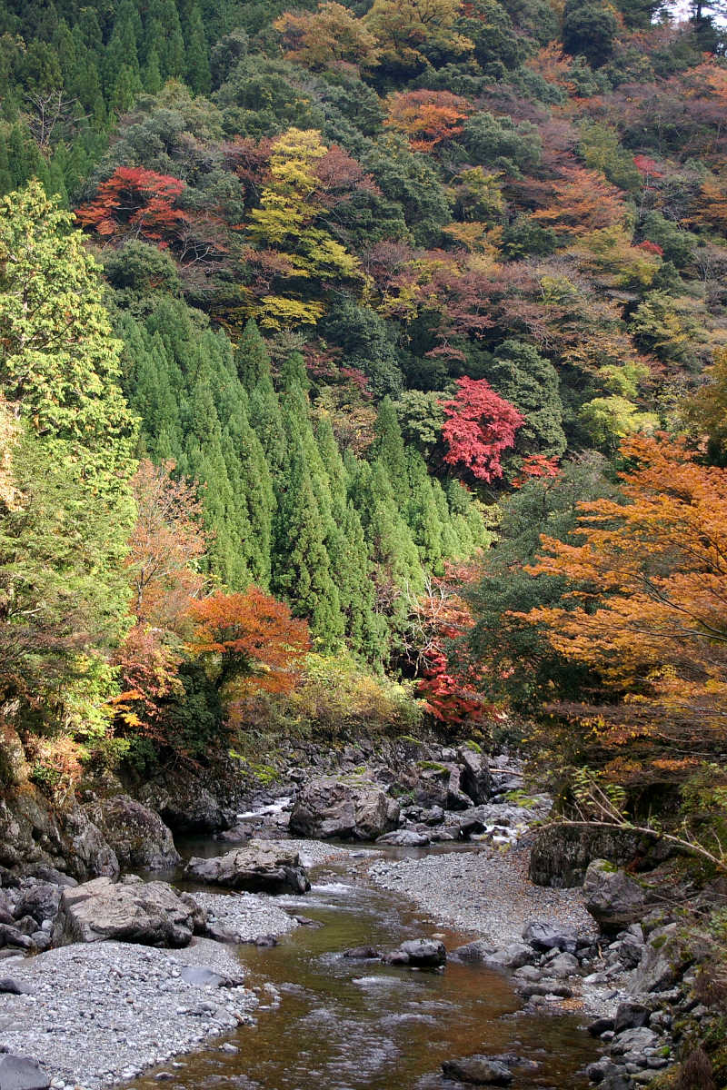 奈良・大塔町・舟の川の紅葉