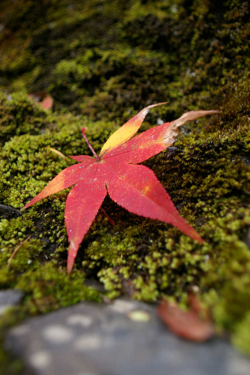 奈良・大塔町・舟の川の紅葉