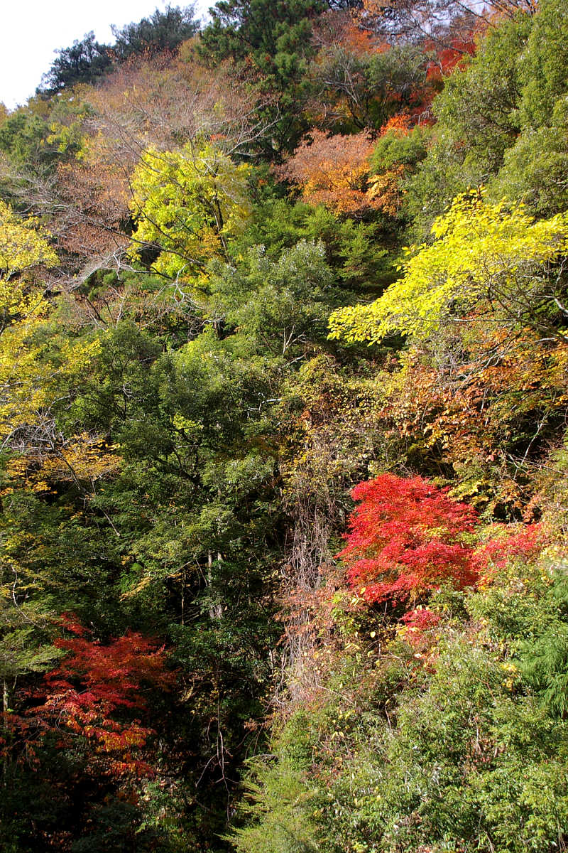 奈良・大塔町・舟の川の紅葉