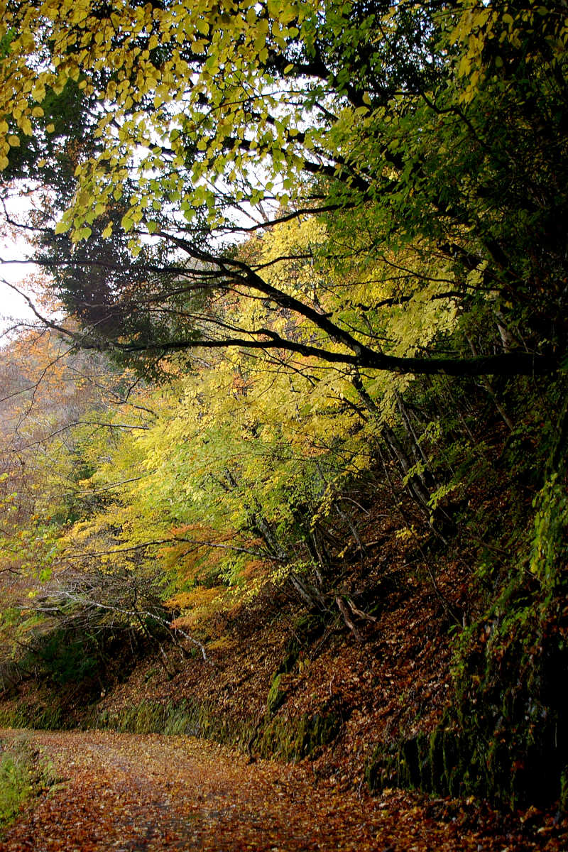 奈良・大塔町・舟の川の紅葉