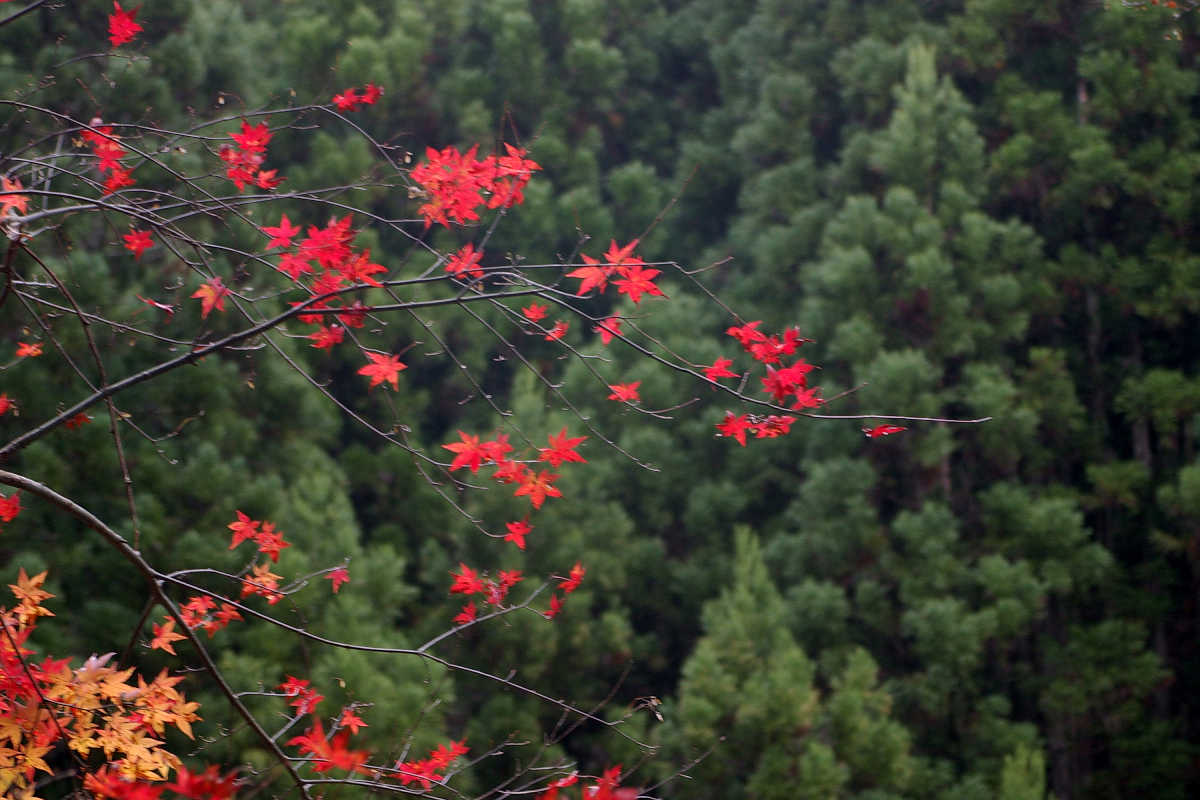 奈良・大塔町・舟の川の紅葉