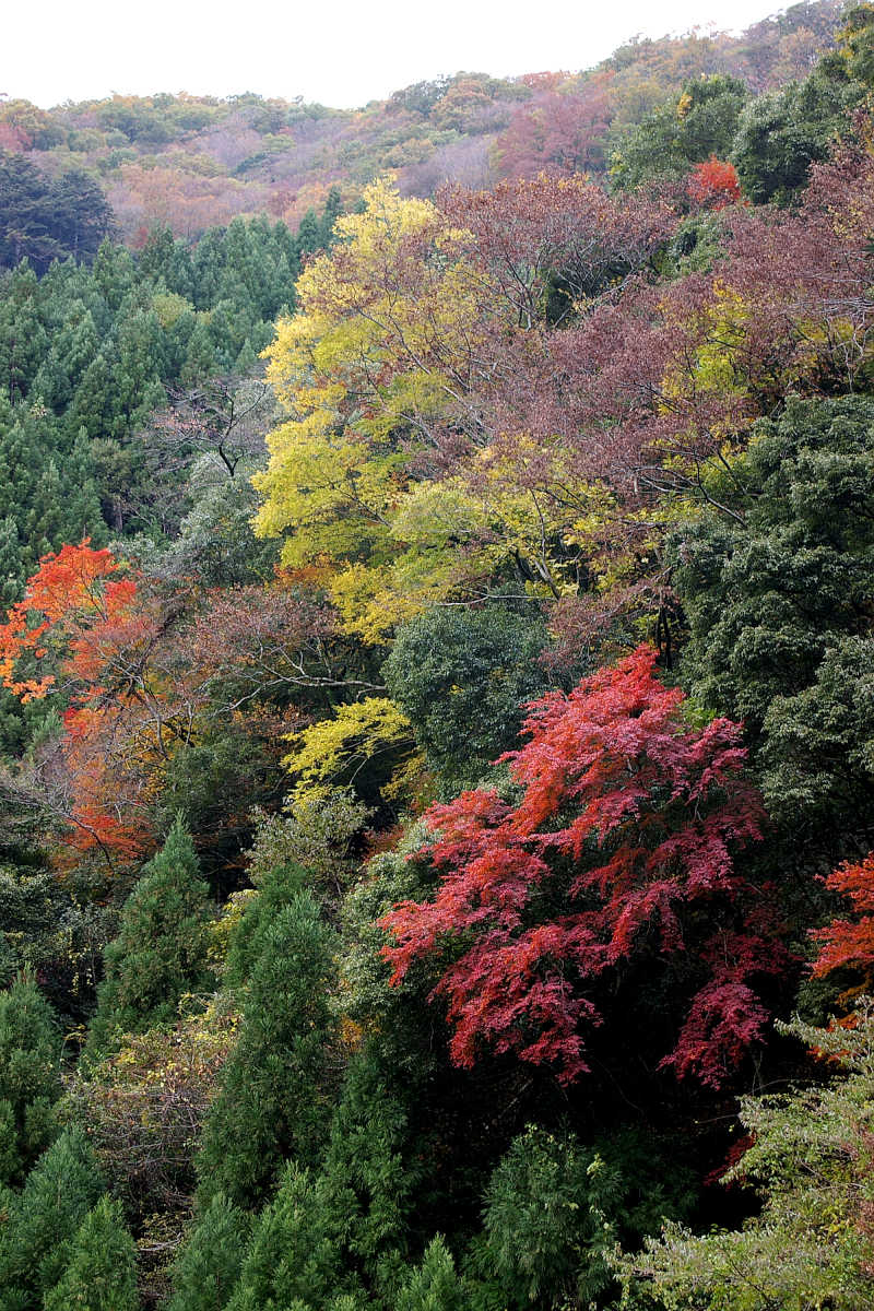 奈良・大塔町・舟の川の紅葉