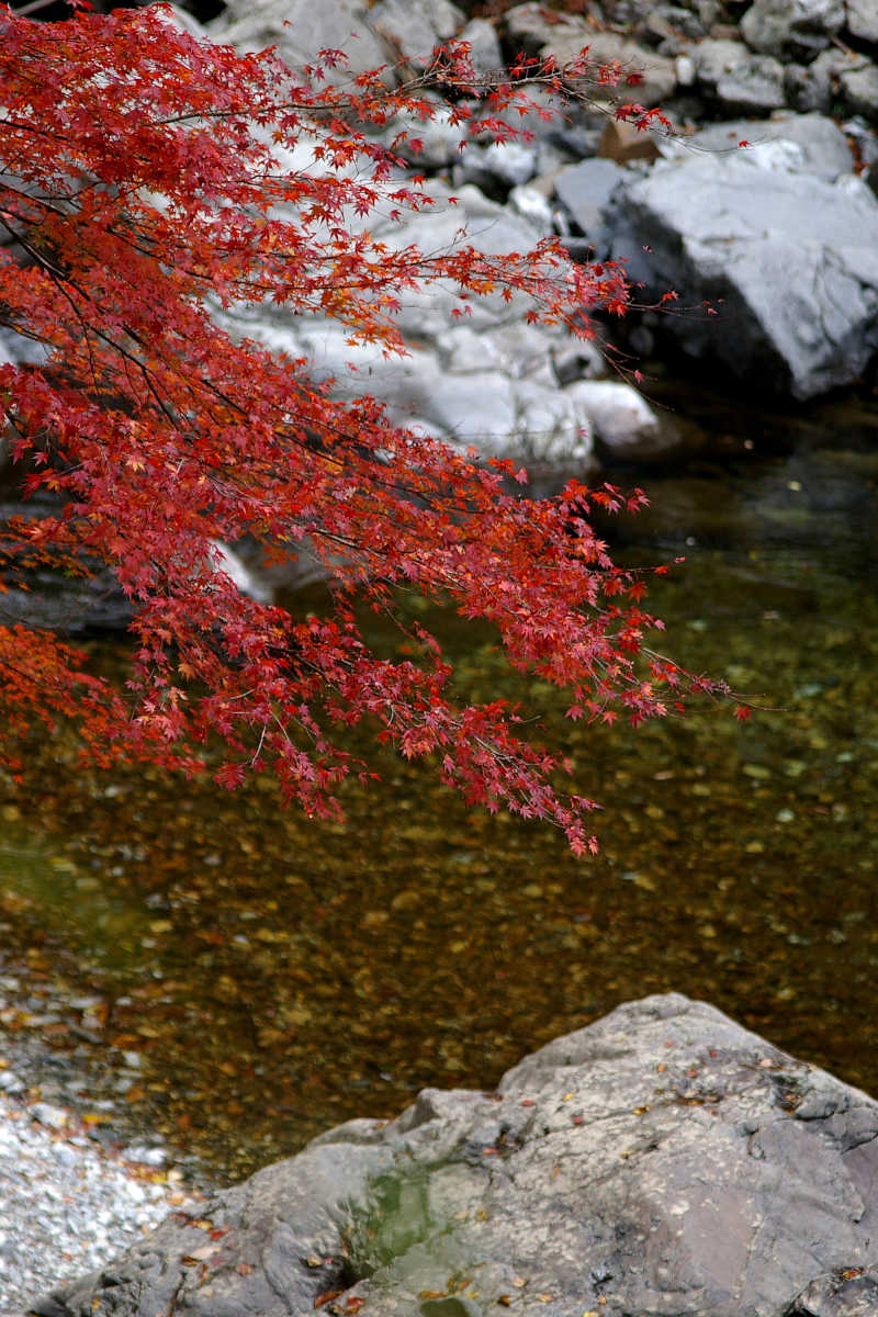 奈良・大塔町・舟の川の紅葉