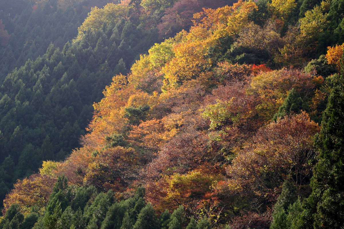 奈良・大塔町・舟の川の紅葉