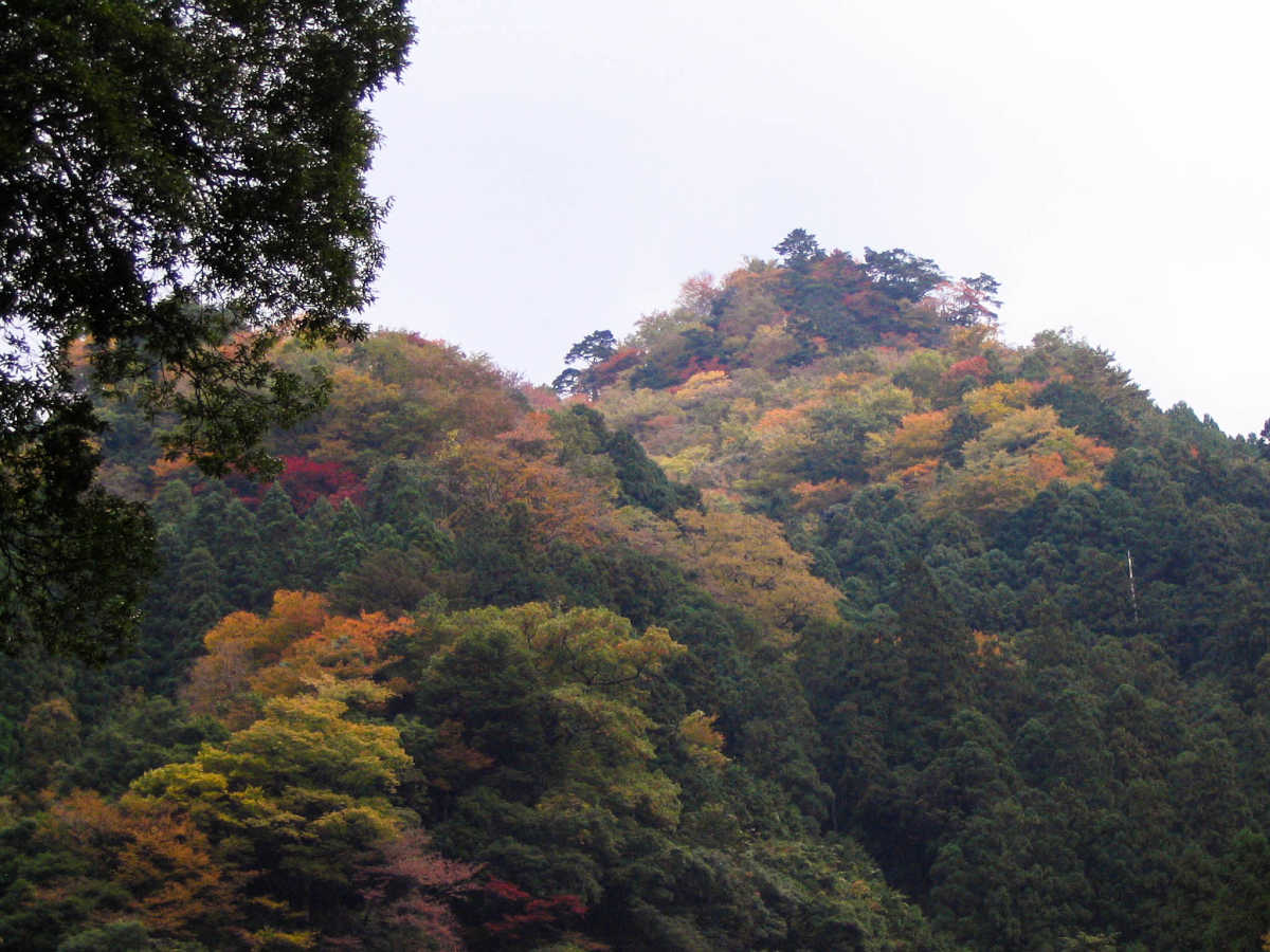 奈良・川上村・井光川の紅葉