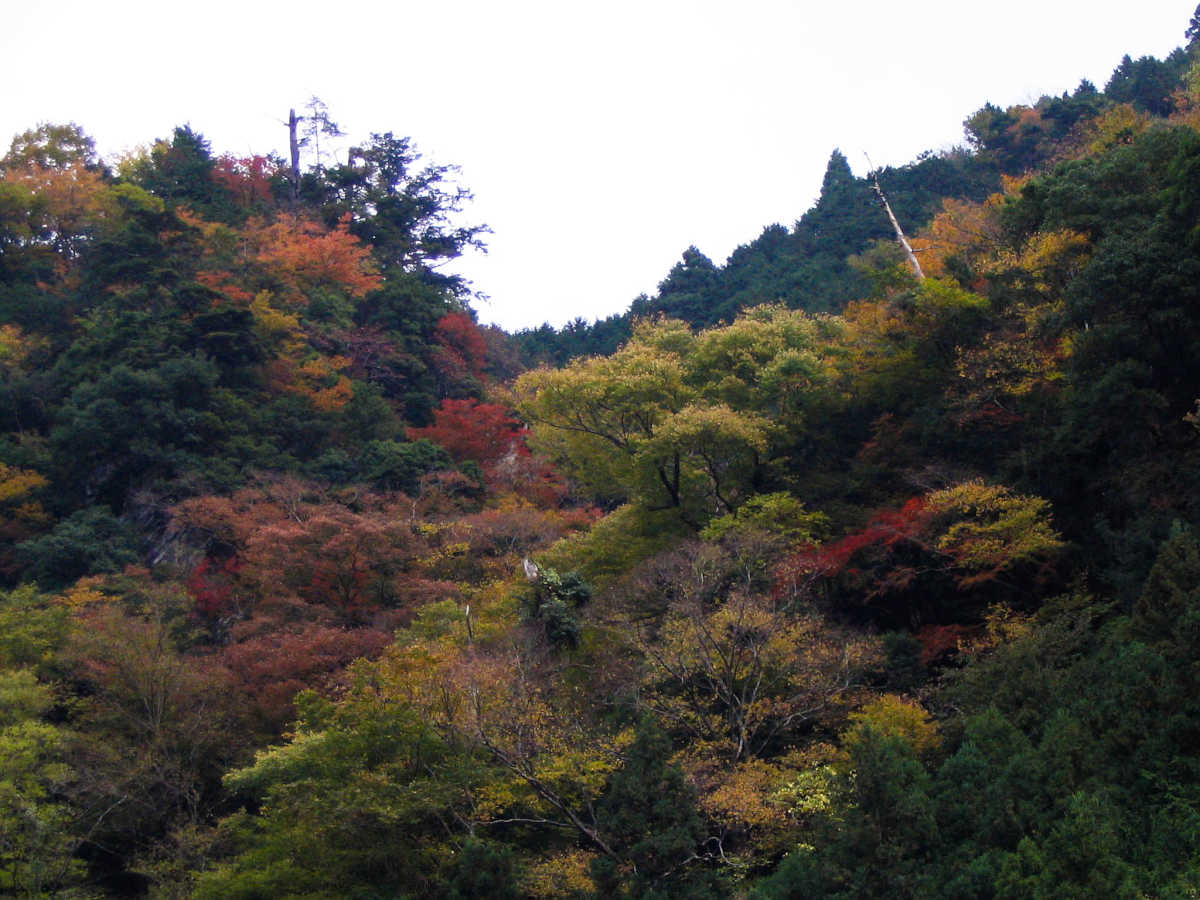 奈良・川上村・井光川の紅葉