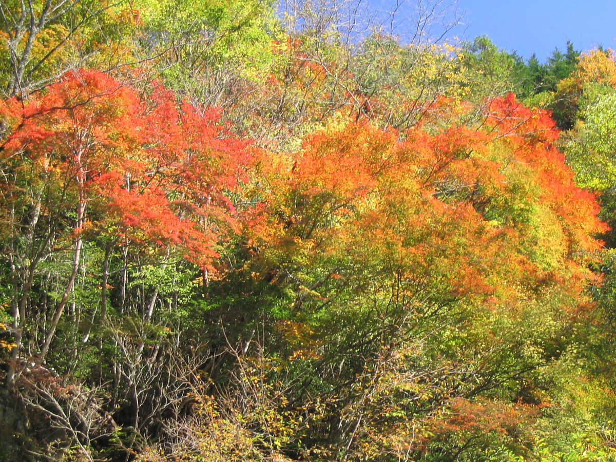 高野山の紅葉