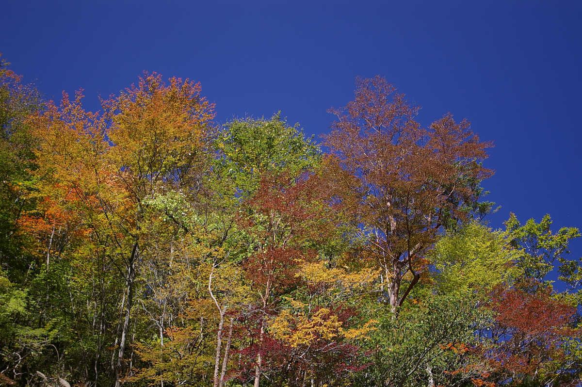 奈良・天川村・御手洗渓谷の紅葉