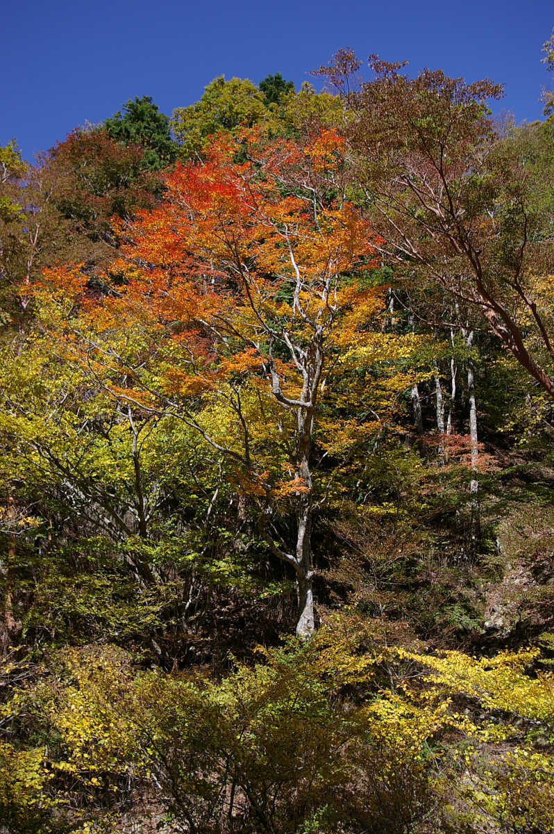 奈良・天川村・御手洗渓谷の紅葉