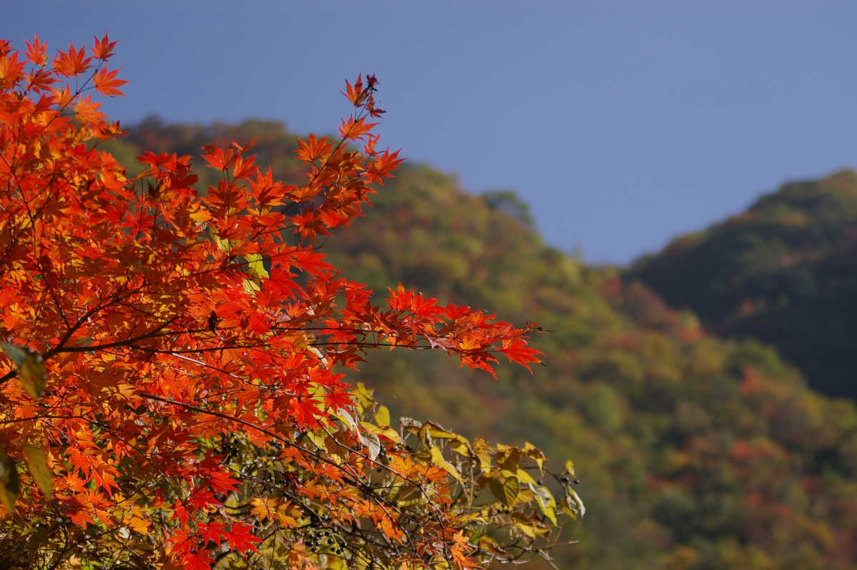 奈良・天川村・御手洗渓谷の紅葉