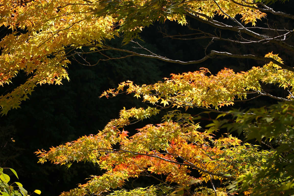 奈良・天川村・御手洗渓谷の紅葉