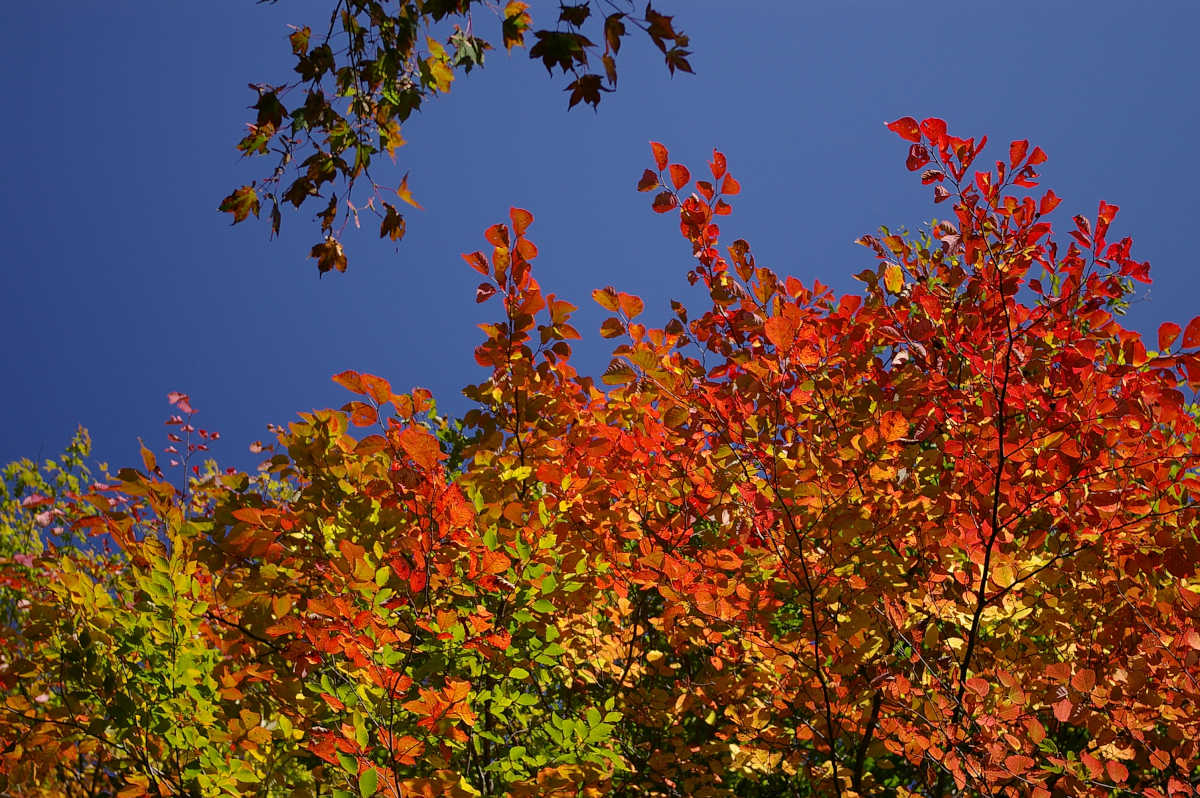 奈良・天川村・御手洗渓谷の紅葉