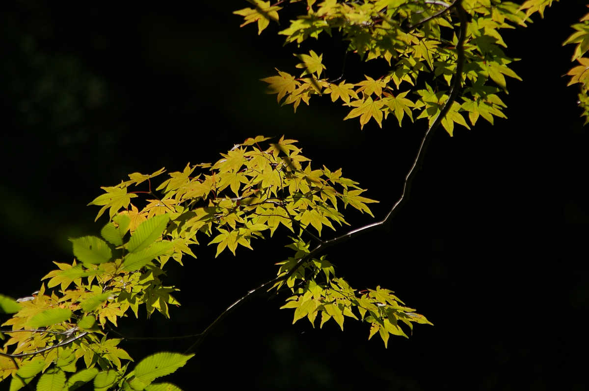 奈良・天川村・御手洗渓谷の紅葉