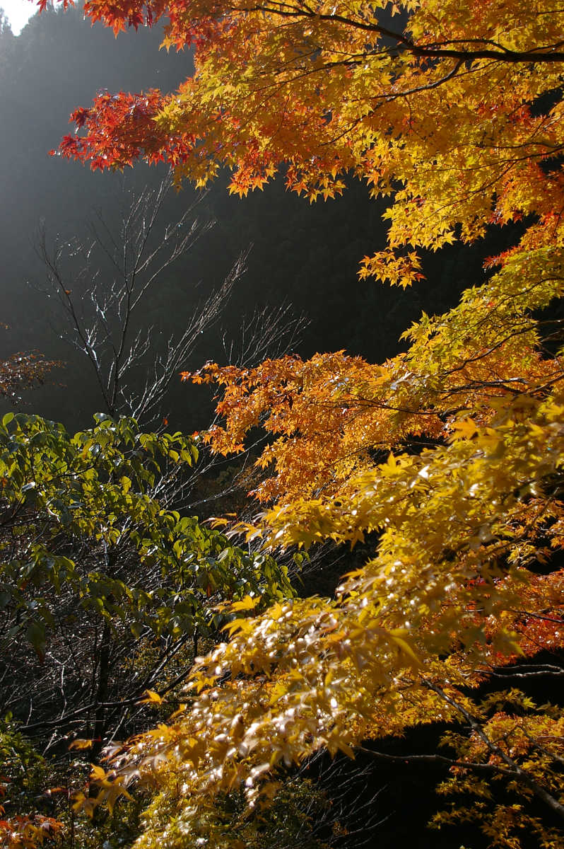 奈良・天川村・御手洗渓谷の紅葉