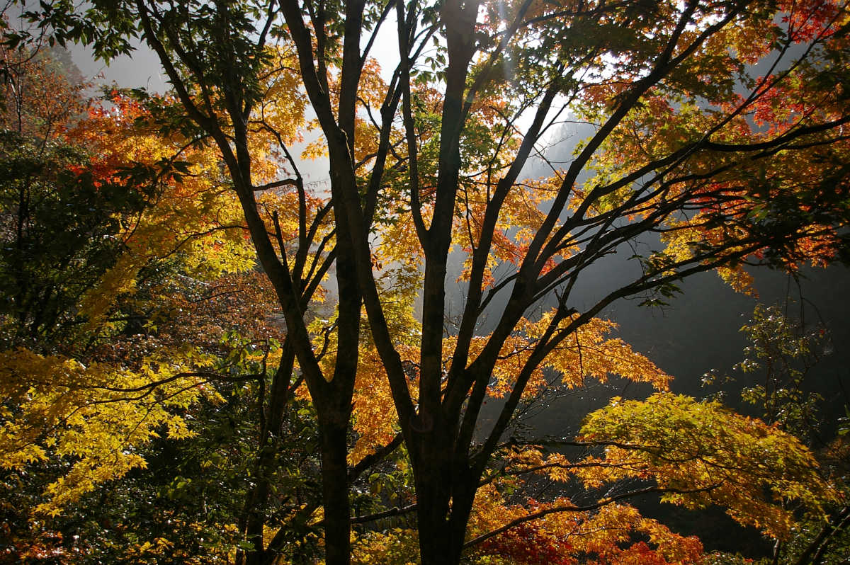 奈良・天川村・御手洗渓谷の紅葉