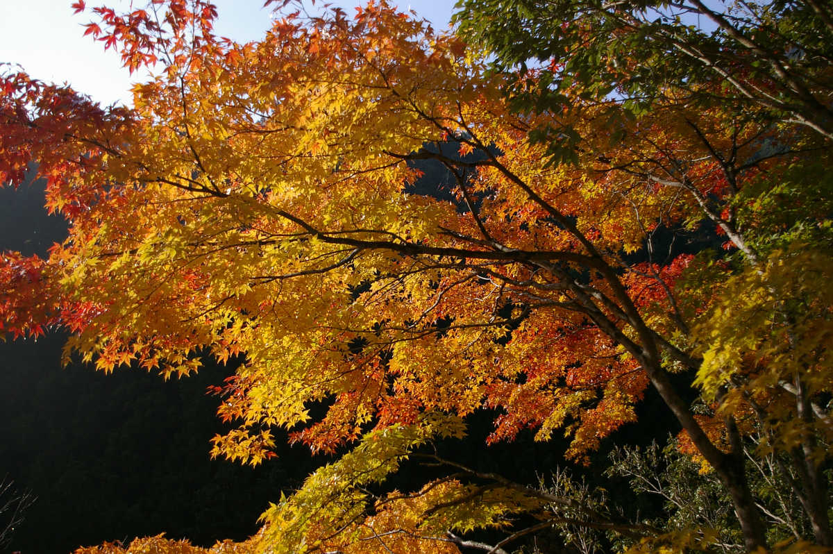 奈良・天川村・御手洗渓谷の紅葉