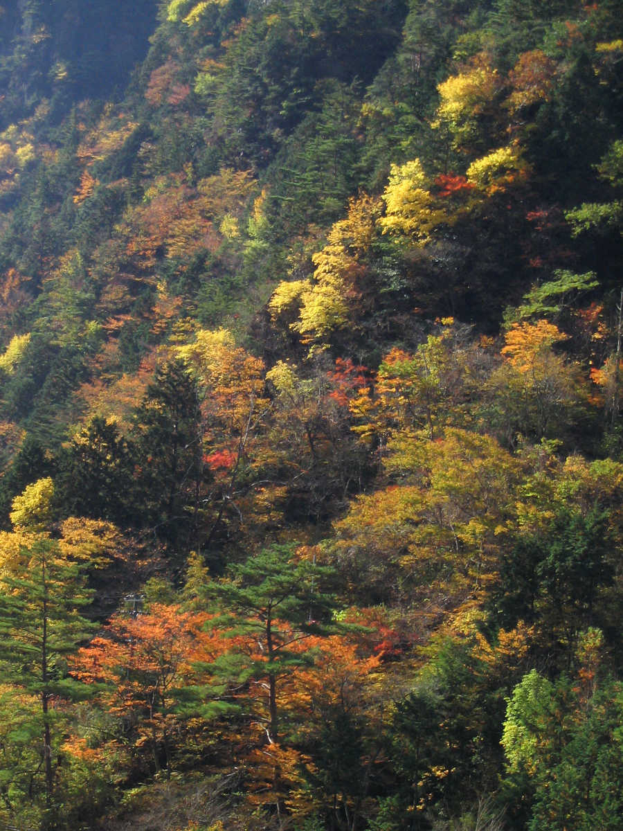 奈良・天川村・御手洗渓谷の紅葉