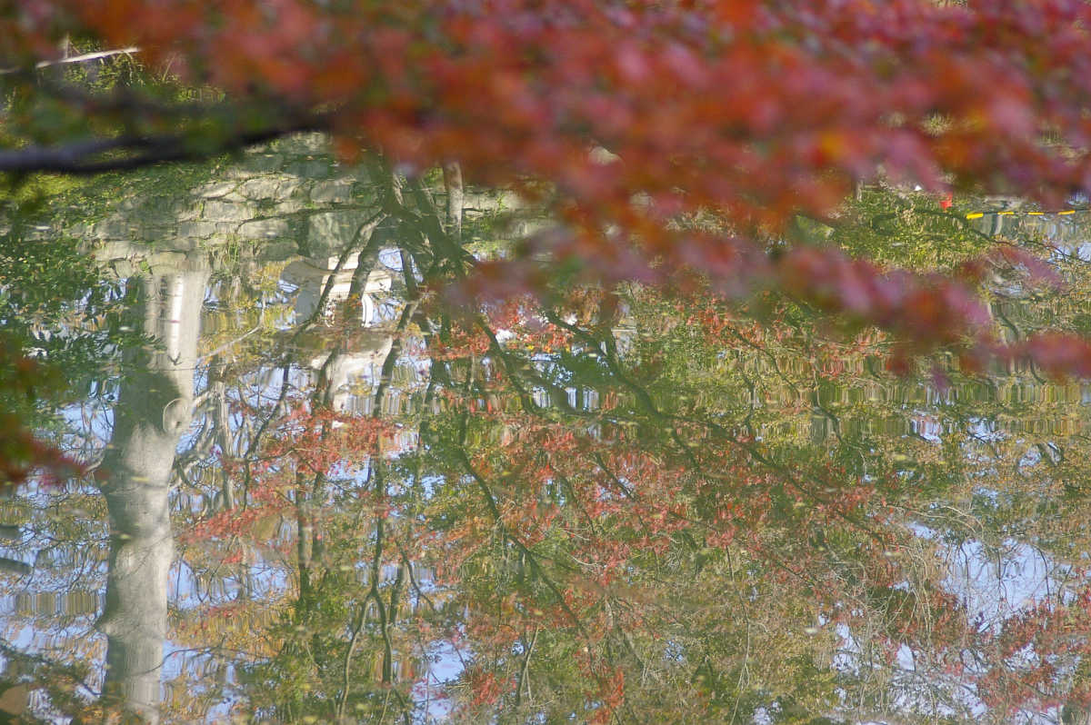 和歌山城 紅葉渓庭園の紅葉