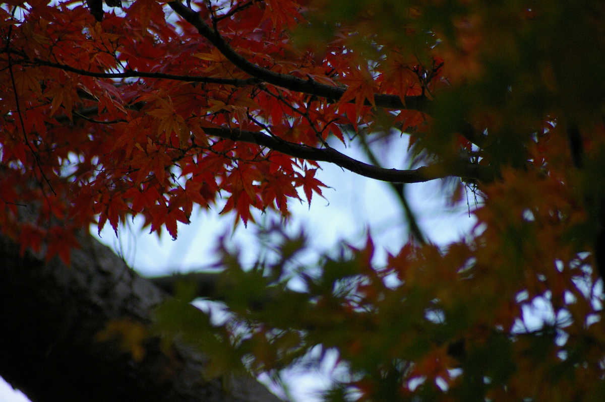 和歌山城 紅葉渓庭園の紅葉