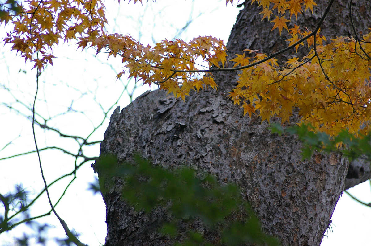 和歌山城 紅葉渓庭園の紅葉